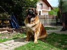 leonberger